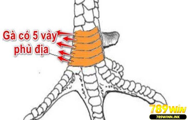 Vảy phủ địa - Dấu hiệu nhận biết chiến kê dũng mãnh 2 Vảy ngũ quý phủ địa